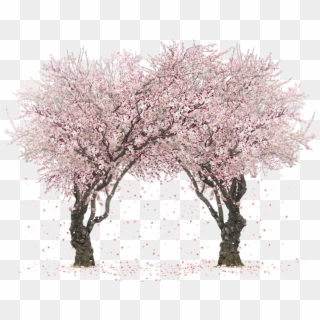 Real Sakura Tree Png, Transparent Png
