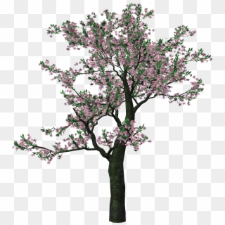 Spring Tree Png, Transparent Png