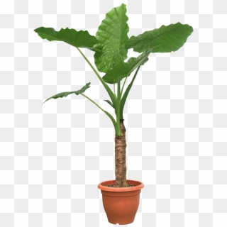 Free Icons Png - Transparent Potted Plant Png, Png Download