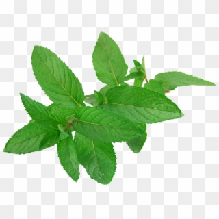 Pepermint Png - Mint Leaves, Transparent Png