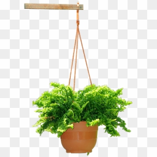 Hanging Plant - Flowerpot, HD Png Download