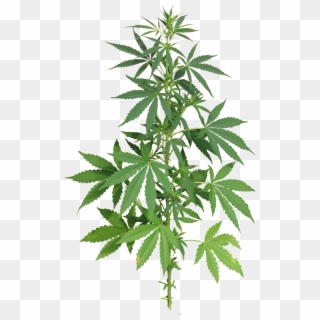 Cannabis Plant Full - Cannabis Plant Png, Transparent Png