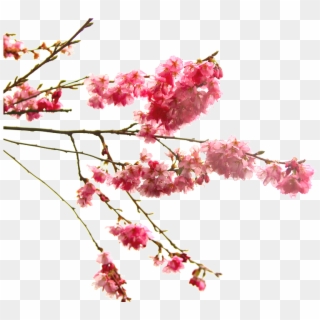 Go To Image - Japanese Cherry Blossom Transparent, HD Png Download