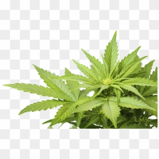 Pot Png Hd Pluspng - Cannabis .png, Transparent Png