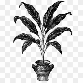 Potted Plant Image - Victorian Potted Plants, HD Png Download
