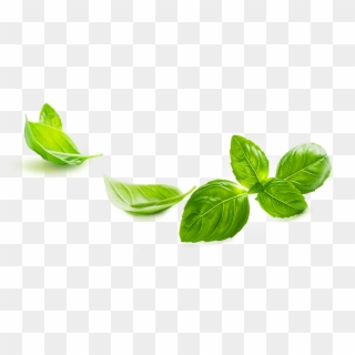 Indeed, Basil Is Well Known For Its Anti Inflammatory, - Basil Png, Transparent Png