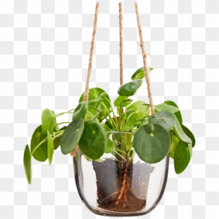 Hanging Glass Plant Pot - Glass Hanging Plant Pot, HD Png Download