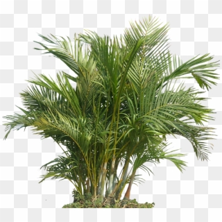 Palm Plant Png The Areca Palm 43060 Free Icons And - Plant Png, Transparent Png