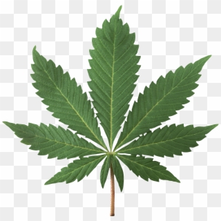 Cannabis Plant Png Image - High Resolution Marijuana Leaf, Transparent Png
