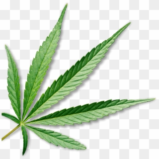 Marijuana - Cannabis Leaf Transparent Background, HD Png Download