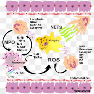 Parasite150072-fig2 Role Of Neutrophils In Rodent Amebic - Amoebic Liver Abscess Pathogenesis, HD Png Download
