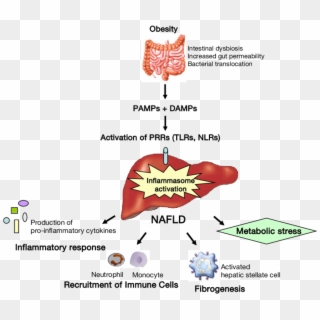 Gut-liver Interactions During Nafld Progression - Gut Microbiota And Nafld, HD Png Download