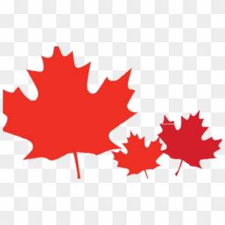 Source - - Maple Leaf, HD Png Download