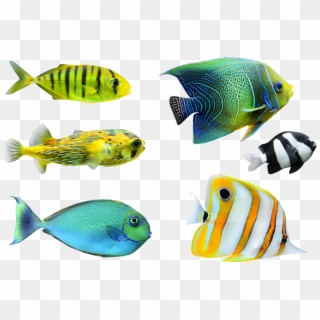 Tropical Fish - Tropical Fish Png, Transparent Png