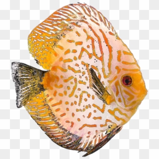 Tropical Fish Clipart Pretty Fish - Discus Fish Png, Transparent Png