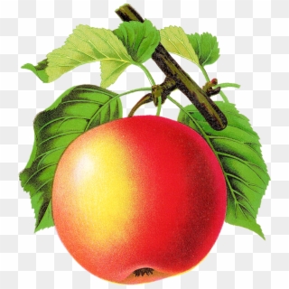 Apple - Vintage Fruit Png, Transparent Png