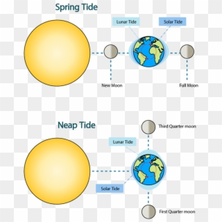 When The Sun And The Moon Are At Right Angles To Each - Spring Tide And Neap Tide Moon Phases, HD Png Download