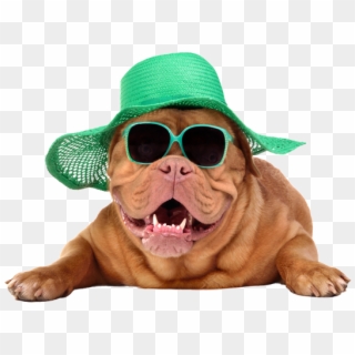 Slide - Dog Wearing Hat And Glasses, HD Png Download