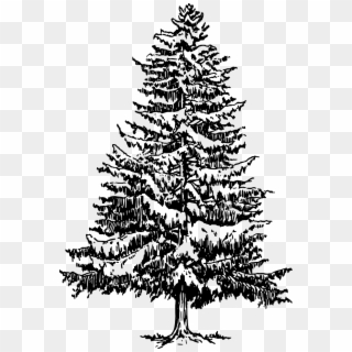 Fir Tree Drawing - Pine Tree Black And White, HD Png Download