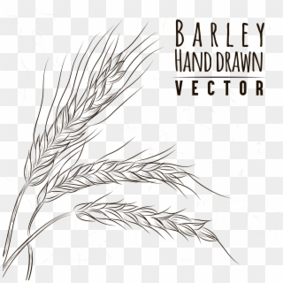 Picture Freeuse Library Grasses Line Art Sketch Painted - Barley Drawing Png, Transparent Png