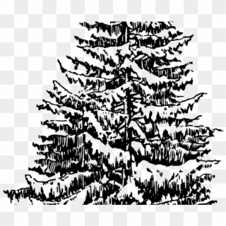 Drawn Pine Tree Drawing - Fir Tree Drawing, HD Png Download
