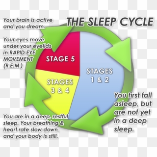 Why Your Baby Will Never 'sleep Through The Night' - Sleep Cycles Time, HD Png Download