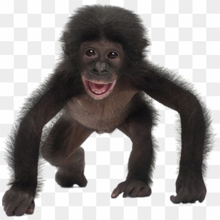 #baby #monkey - Affe Auf Weißem Hintergrund, HD Png Download