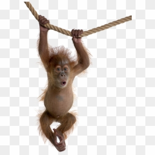 Monkey Swing - Orangutan White Background, HD Png Download