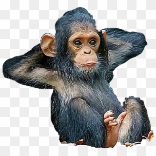 Chimpanzee Sticker - Monkey, HD Png Download