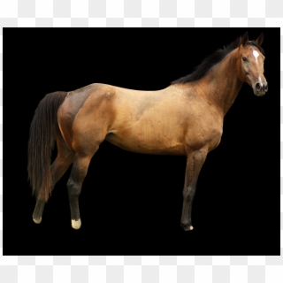 Free Horse Png Images - Stallion, Transparent Png