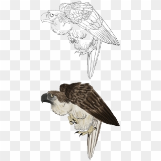 Phillipine Eagle Clipart Png - Osprey, Transparent Png