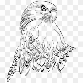 White Tailed Eagle Clipart Large Bird - Eagle, HD Png Download