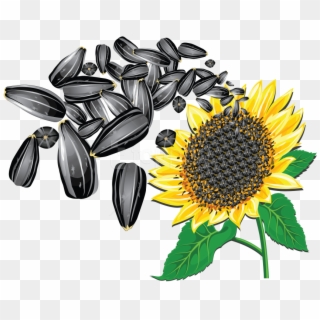 Free Png Download Sunflower Seeds Clipart Png Photo - Sunflower Seeds Vector Png, Transparent Png