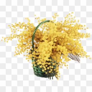 Mimosa Cornice Png - Мимоза Пнг, Transparent Png