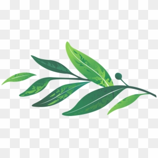 Leaves - Green Laurel Leaf Png, Transparent Png