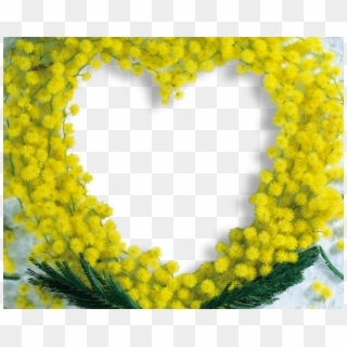 Mimose Heart, HD Png Download