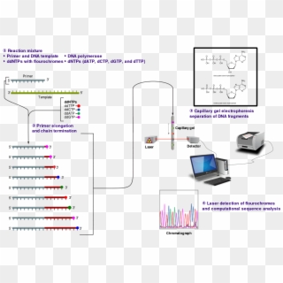 2390098 1500239216 26 11 Sanger Sequencing - Sanger Sequencing Of Insulin, HD Png Download