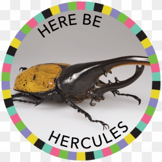 Here Be Hercules Image - Rhino Beetle, HD Png Download