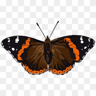 Red Admiral Butterfly Illustration, HD Png Download