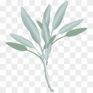 Eucalyptus Png - Sage Leaves Clipart, Transparent Png