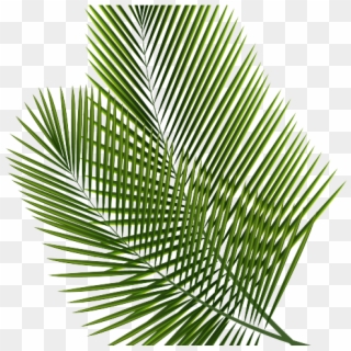 Tropical Clipart Palm Frond - Leaf Png Transparent Background, Png Download