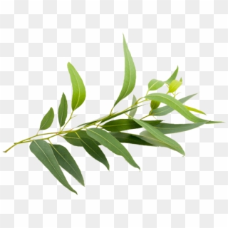 Natural Eucalyptus, HD Png Download