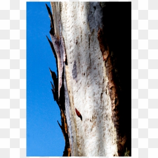 Eucalyptus-1 - Wood, HD Png Download