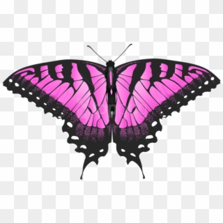 Free Png Pink Butterfly Transparent Png Images Transparent - Tiger Swallowtail Butterfly, Png Download