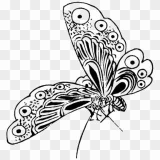 Borboleta Monarca Desenho Em Preto E Branco - Butterfly Drawing Png, Transparent Png