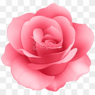 Free Png Download Rose Flower Png Images Background - Rose Flower Png Hd, Transparent Png