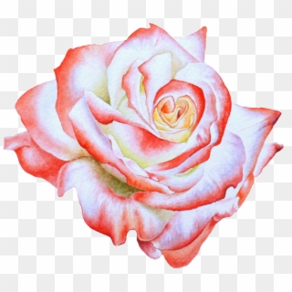 Hand Painted Side View Rose Flower Png Transparent, Png Download