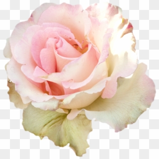 Roses Sticker - Rose, HD Png Download