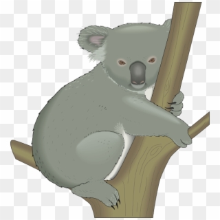 Koala In Tree Svg Clip Arts 552 X 596 Px, HD Png Download