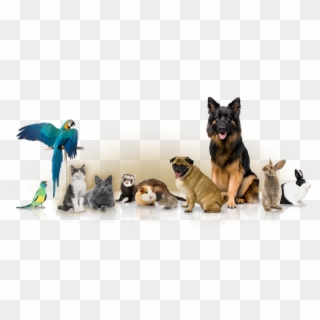 And Private In Home Boarding Services - Different Pets, HD Png Download